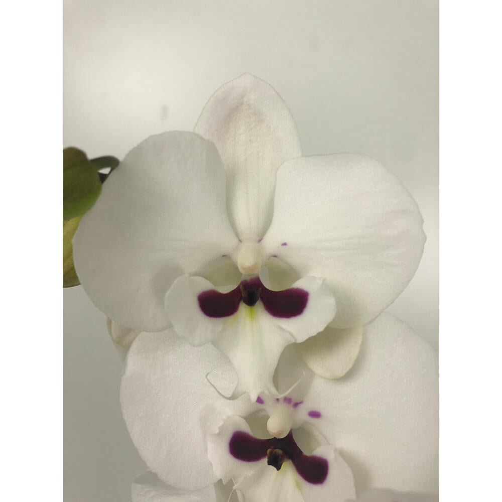 Orquidea Phalaenopsis Prince 2/3 Tallos M12 70cm_1