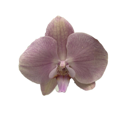 Orquidea Phalaenopsis Jolie 2/3 Tallos M12 70cm_1