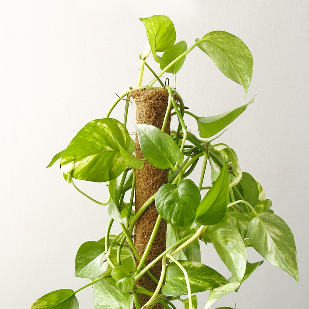 Tutor De Coco Stake Coco 45 Mm 1,5 M Nortene_2