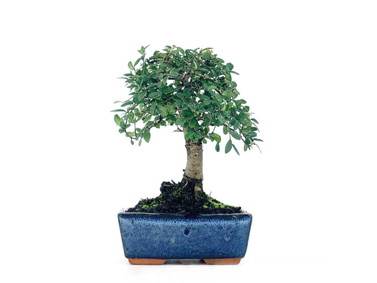 Bonsái Zelkova - Olmo Chino - 5 Años_0