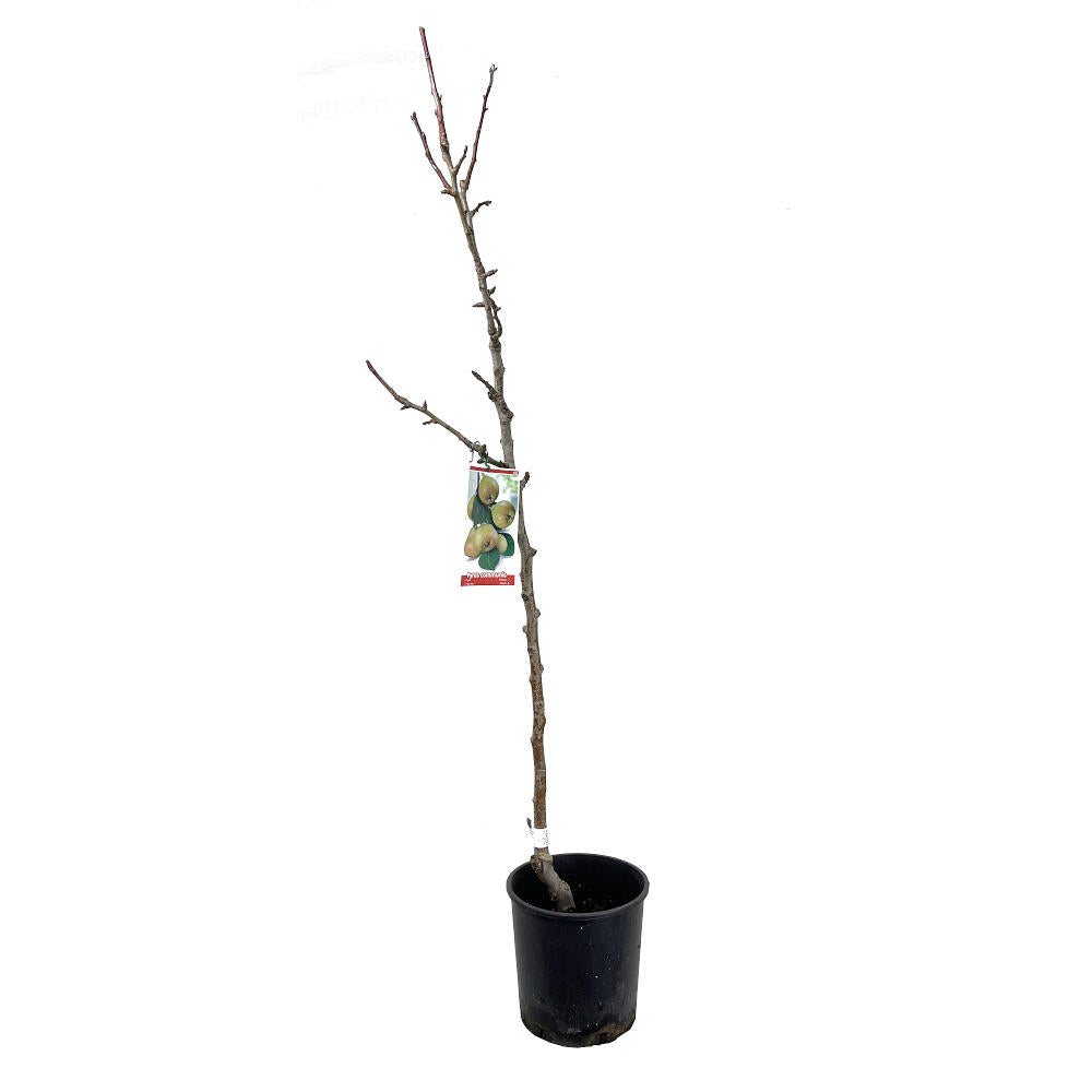 Peral Castell M25 130cm_2