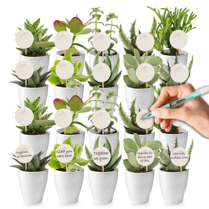 Mini Suculentas - Producto Regalo - 20 Unidades_0