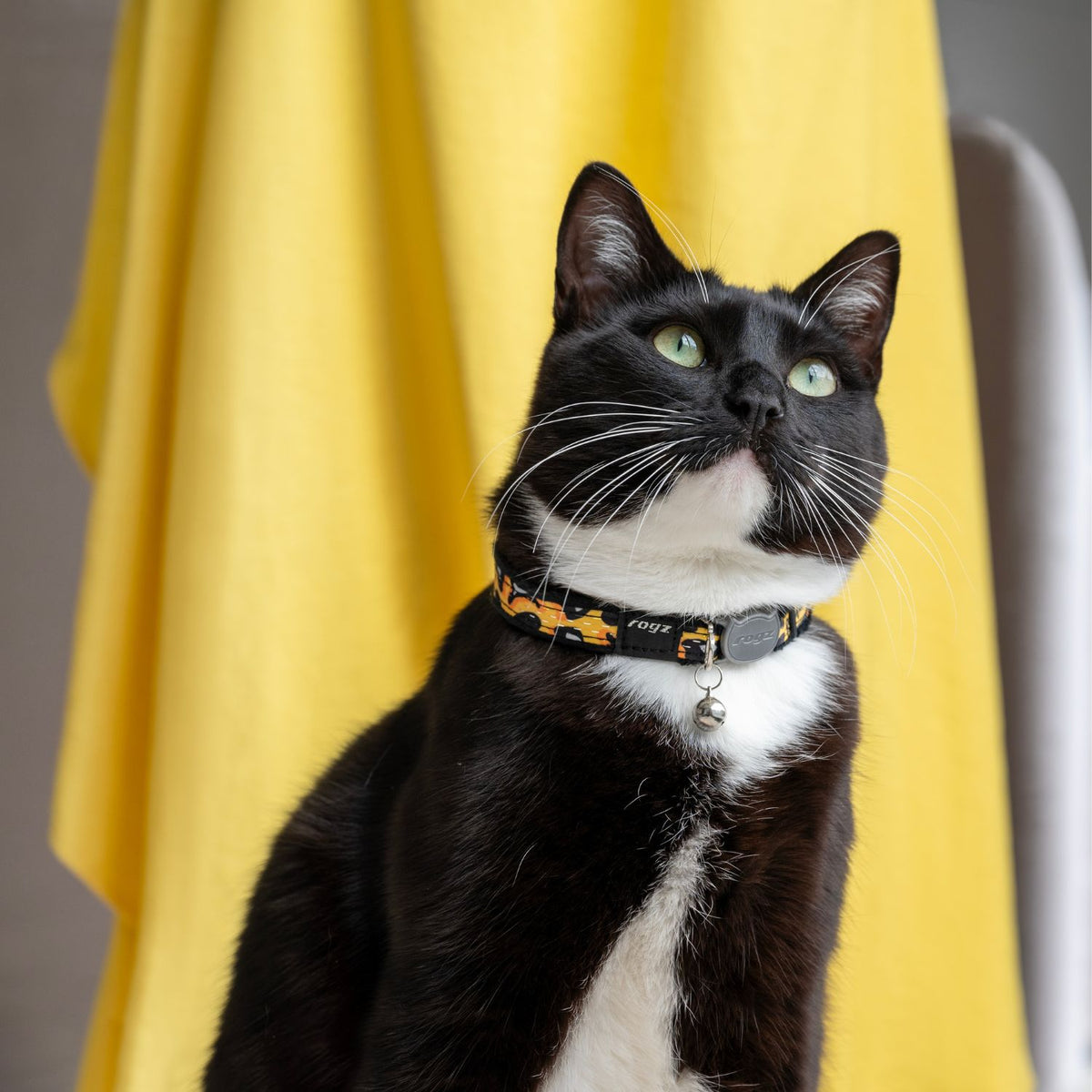 Collar Para Gato Fashioncat Estampado Amarillo Rogz Ajustable 20-31cm_1