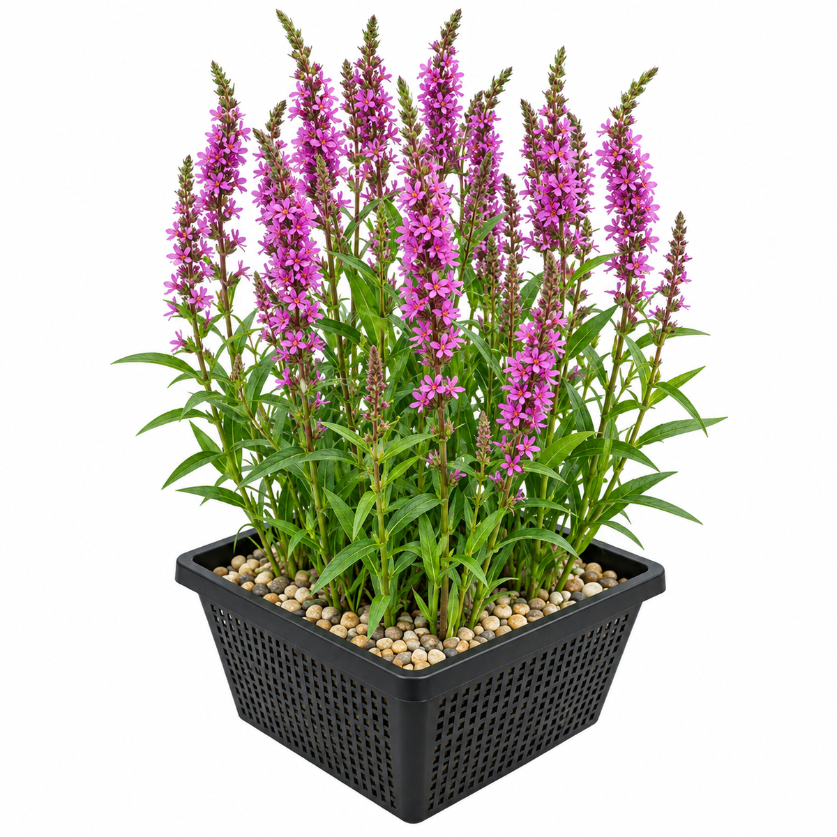 Salicaria Lythrum Salicaria - 4 Plantas Con Cesta Y Sustrato_0