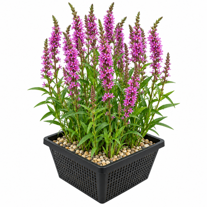 Salicaria Lythrum Salicaria - 4 Plantas Con Cesta Y Sustrato_0