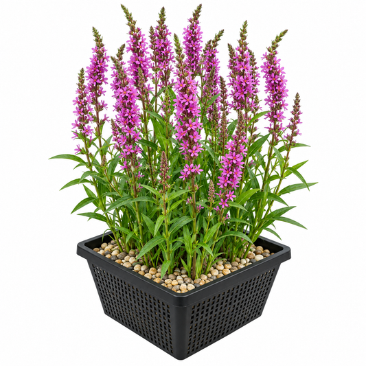 Salicaria Lythrum Salicaria - 4 Plantas Con Cesta Y Sustrato_0