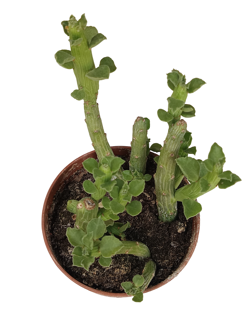 Euphorbia Bisellenbeckii Planta Suculenta Ø5 Cm_0