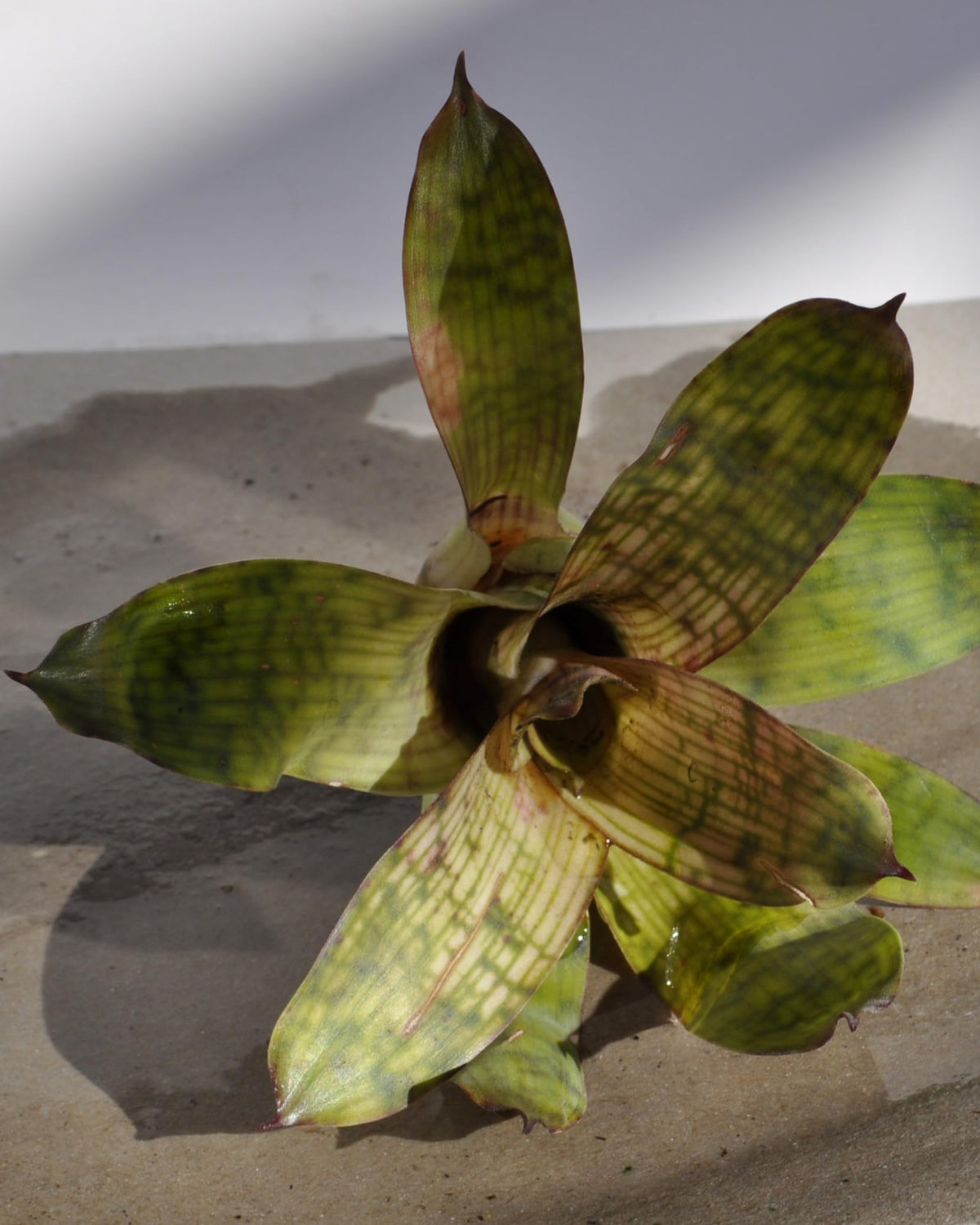 Vriesea gigantea 'Nova' [mini]; bromelia tropical; Curiosarium; altura 10-12 cm, diámetro 8-10 cm, sin sustrato_2