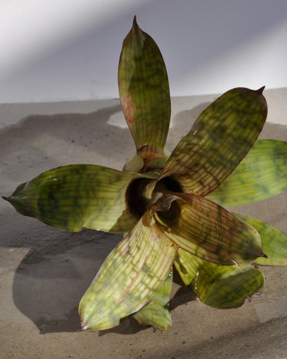Vriesea gigantea 'Nova' [mini]; bromelia tropical; Curiosarium; altura 10-12 cm, diámetro 8-10 cm, sin sustrato_2
