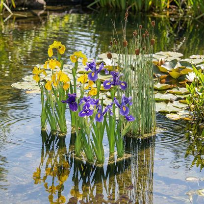 Lirio Azul - Iris Kaempferi - 15 Plantas_2