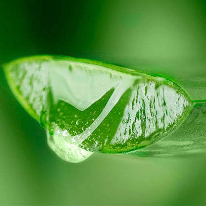 Pack 2 Jabón Natural Aloe Vera Y Rosa Mosqueta - Hidrata Y Regenera Piel Seca Y Arrugada - Mejora Cicatrices Y Estrías_3