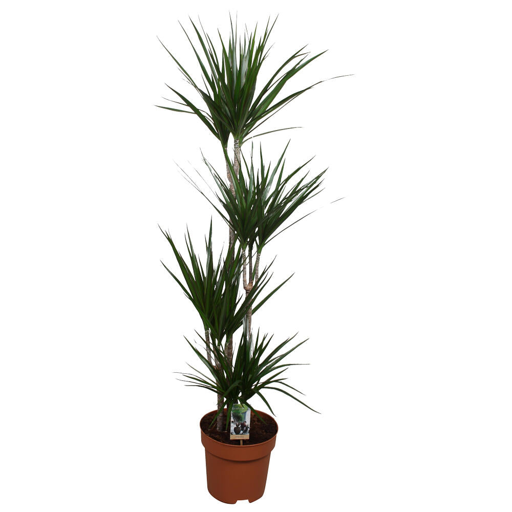 Dracena Marginata 4 Troncos 90-60-30-15 M27_0