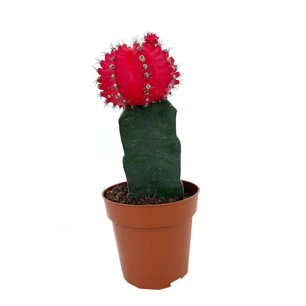 Cactus Injertado Gymnocalycium Japan M8 20cm_1