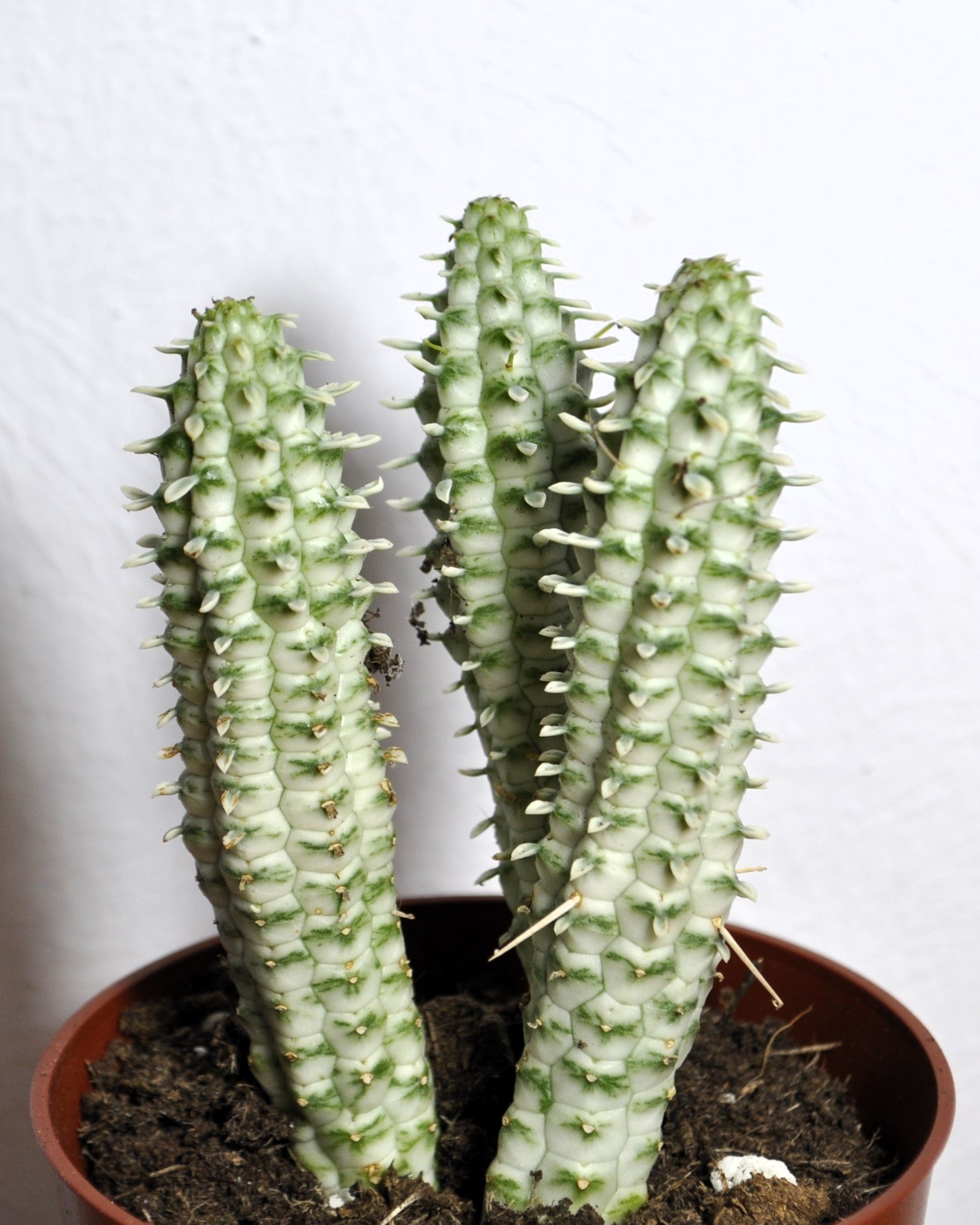 Euphorbia Mammillaris 'variegata' (mazorca De Maíz Variegada); Euforbia Suculenta; Curiosarium; Diámetro Maceta 10,5 Cm_0
