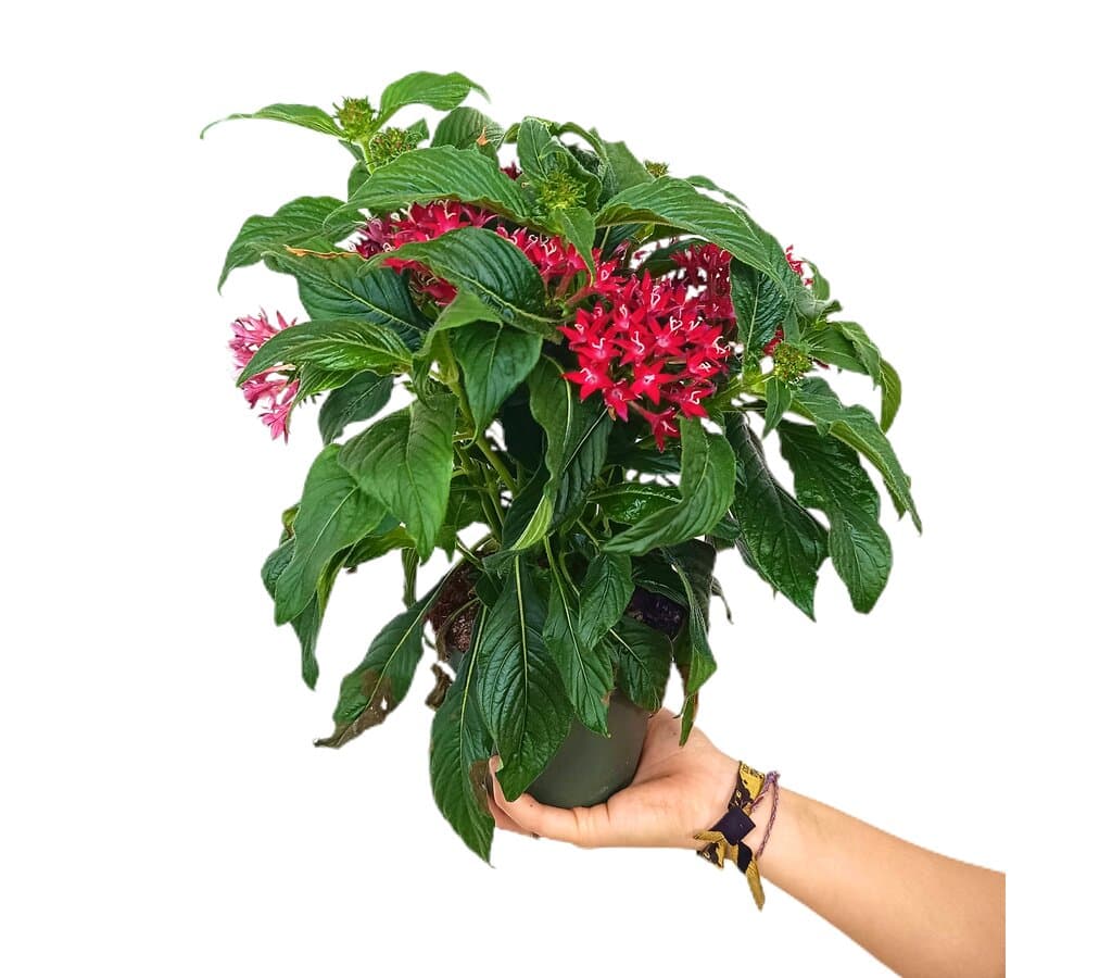 Pentas Lanceolata M13_0