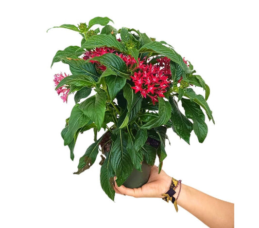 Pentas Lanceolata M13_0
