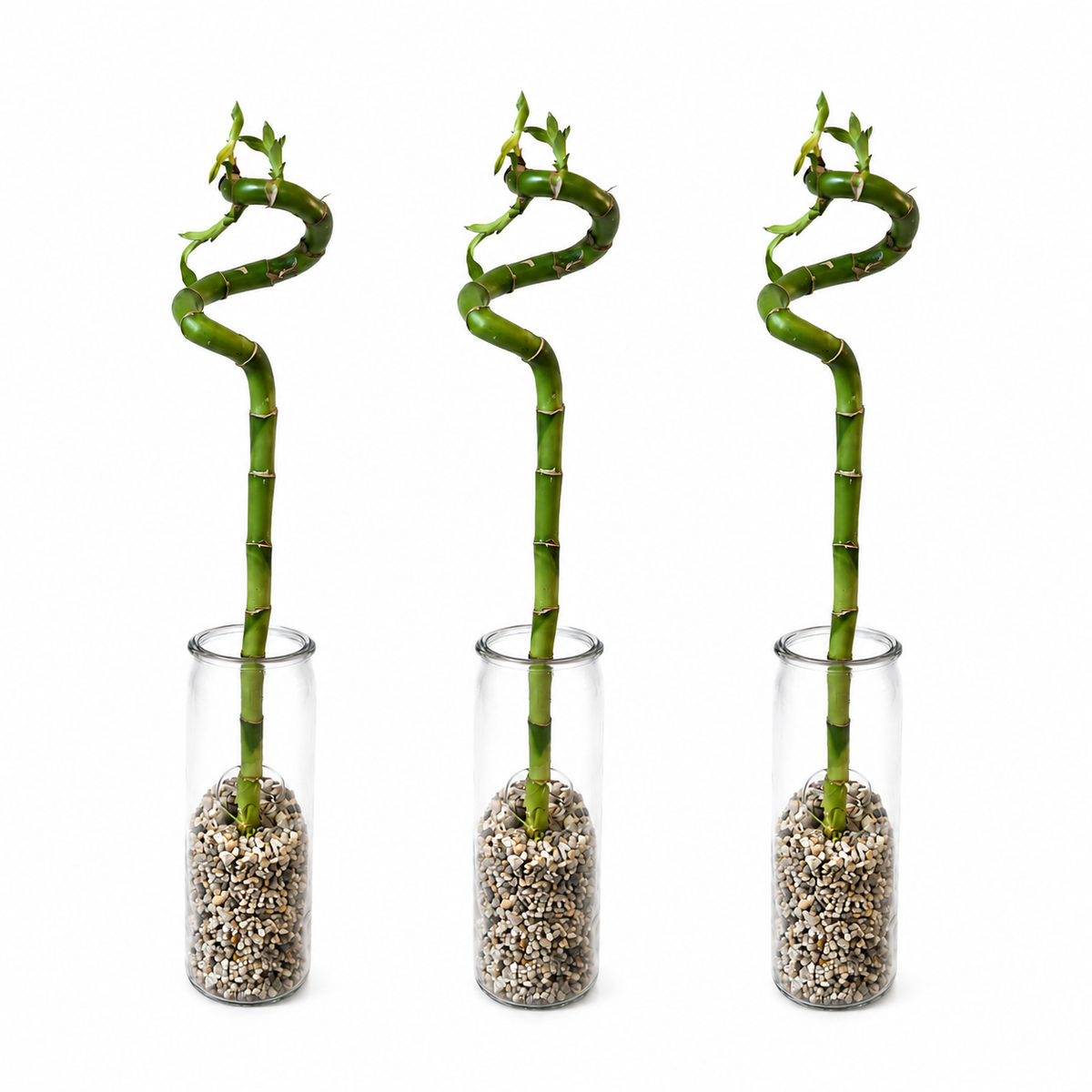 Lucky Bamboo (bambú) 3x Dracaena Sanderiana - Planta, Vidrio Y Piedras - 40-45cm_0