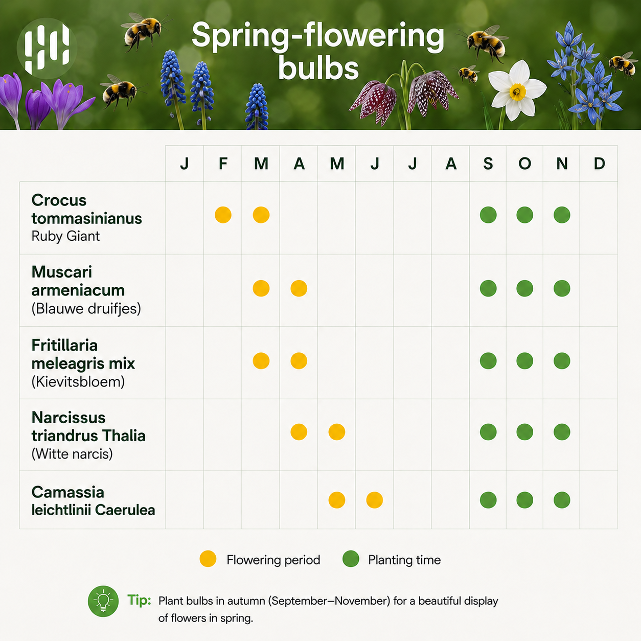 Aqua Bulbs Bee Mix - 35 Uds - Crocus, Muscari, Narcissus, Fritillaria, Camassia_4