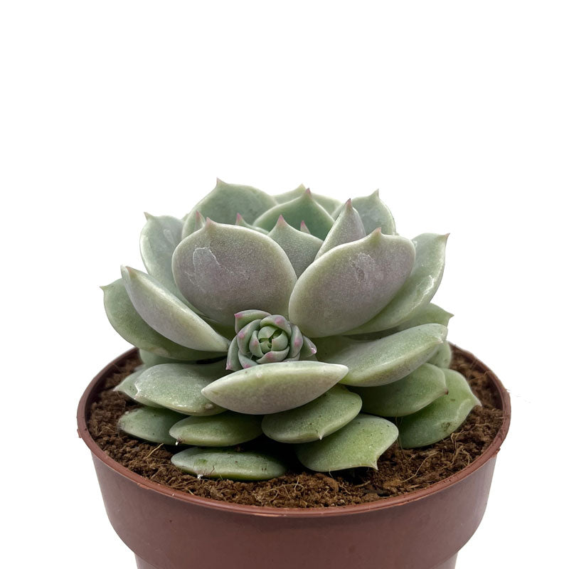 Echeveria Lola Cactus Y Suculentas M8,5 cm Ø_0