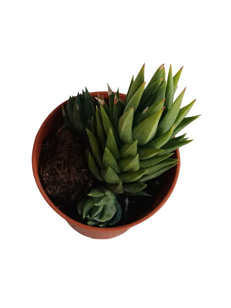 Haworthia Glauca Planta Suculenta Ø5_0