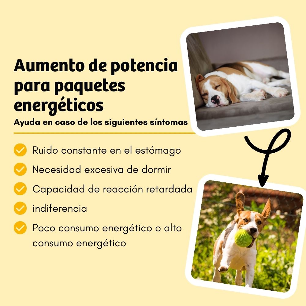 BugBell EnergyWonder Pienso – hipoalergénico, sin cereales, con proteína de insecto, plátano y chía_3