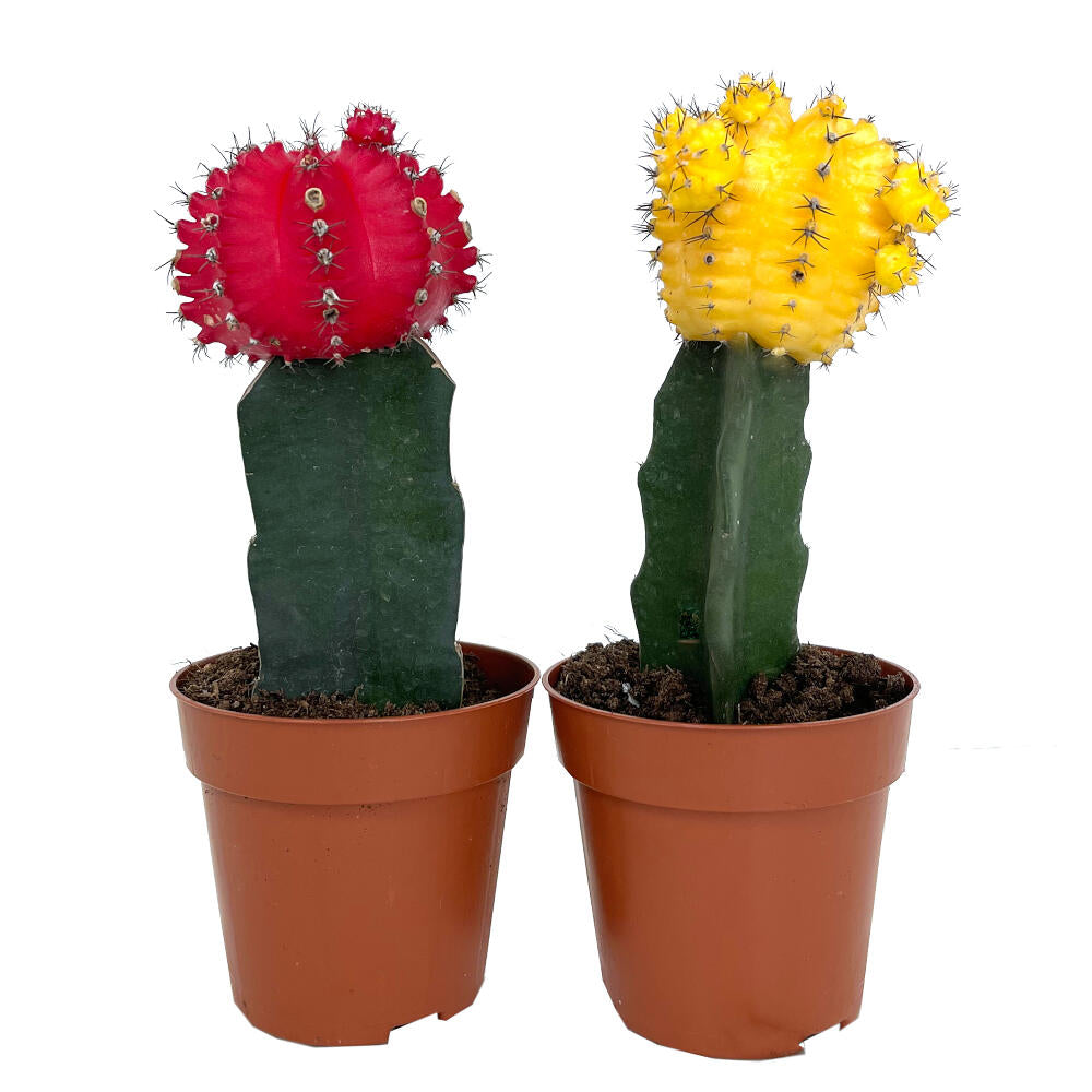 Cactus Injertado Gymnocalycium Japan M8 20cm_0