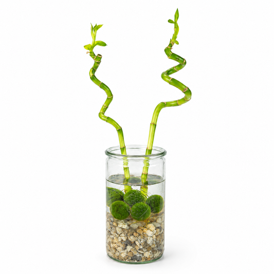 Lucky Bamboo Set De 2 - Vaso, Piedras Y 5 Bolas De Musgo Marimo - 40cm_0
