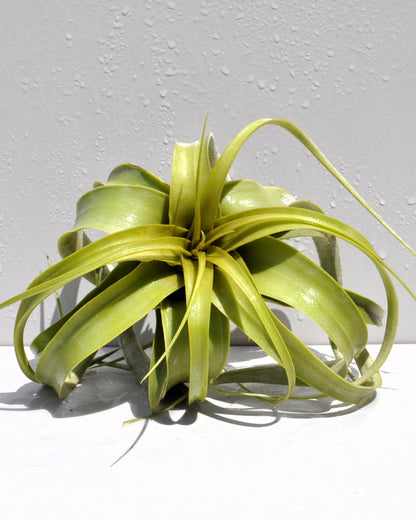 Tillandsia xerographica [S]; pie de gallo, planta del aire; Curiosarium; altura 15 cm, diámetro 20 cm_0