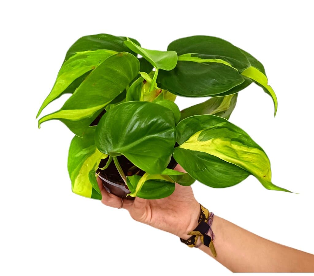 Philodendron Brasil M12_0