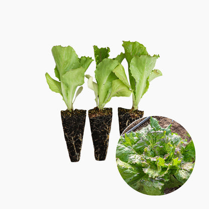 Plantón Lechuga Maravilla 10 Unidades - PlantaBo_0