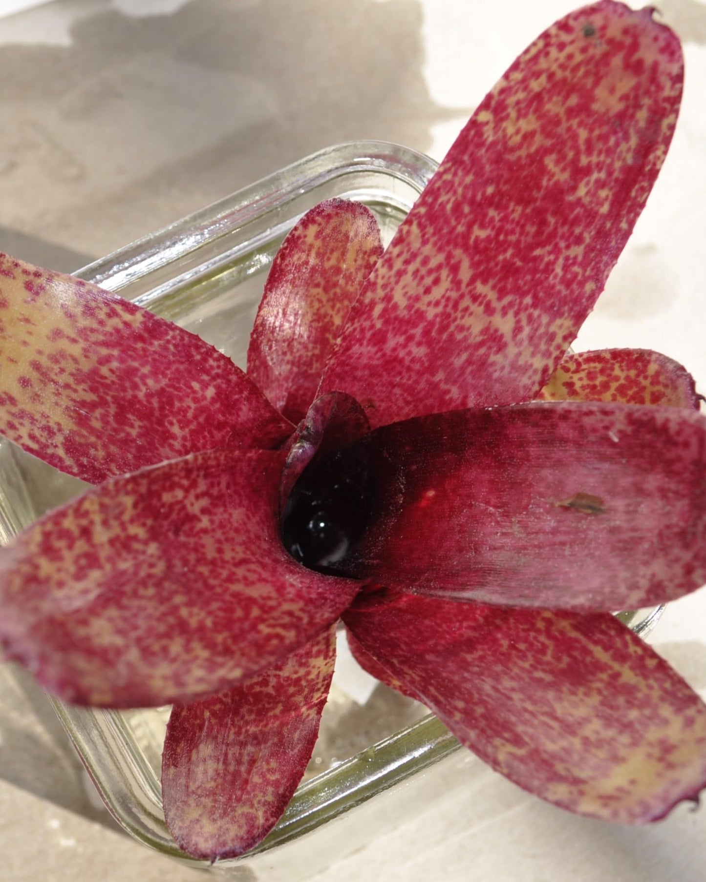 Neoregelia 'Red Waif'; bromelia colorida, ideal para terrarios; Curiosarium; altura 14 cm, diámetro 10 cm, sin sustrato_2