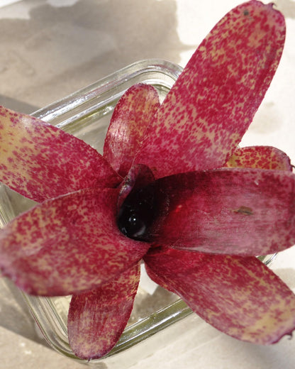Neoregelia 'Red Waif'; bromelia colorida, ideal para terrarios; Curiosarium; altura 14 cm, diámetro 10 cm, sin sustrato_2