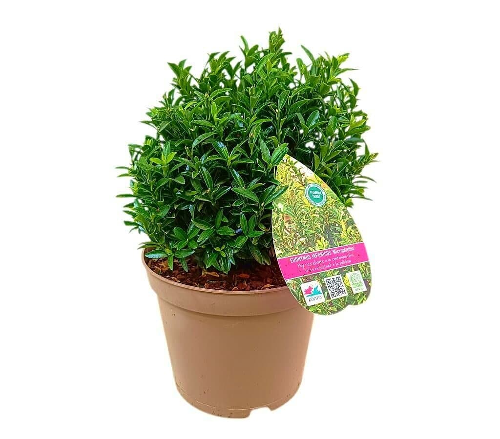 Euonymus Microphyllus M22_0