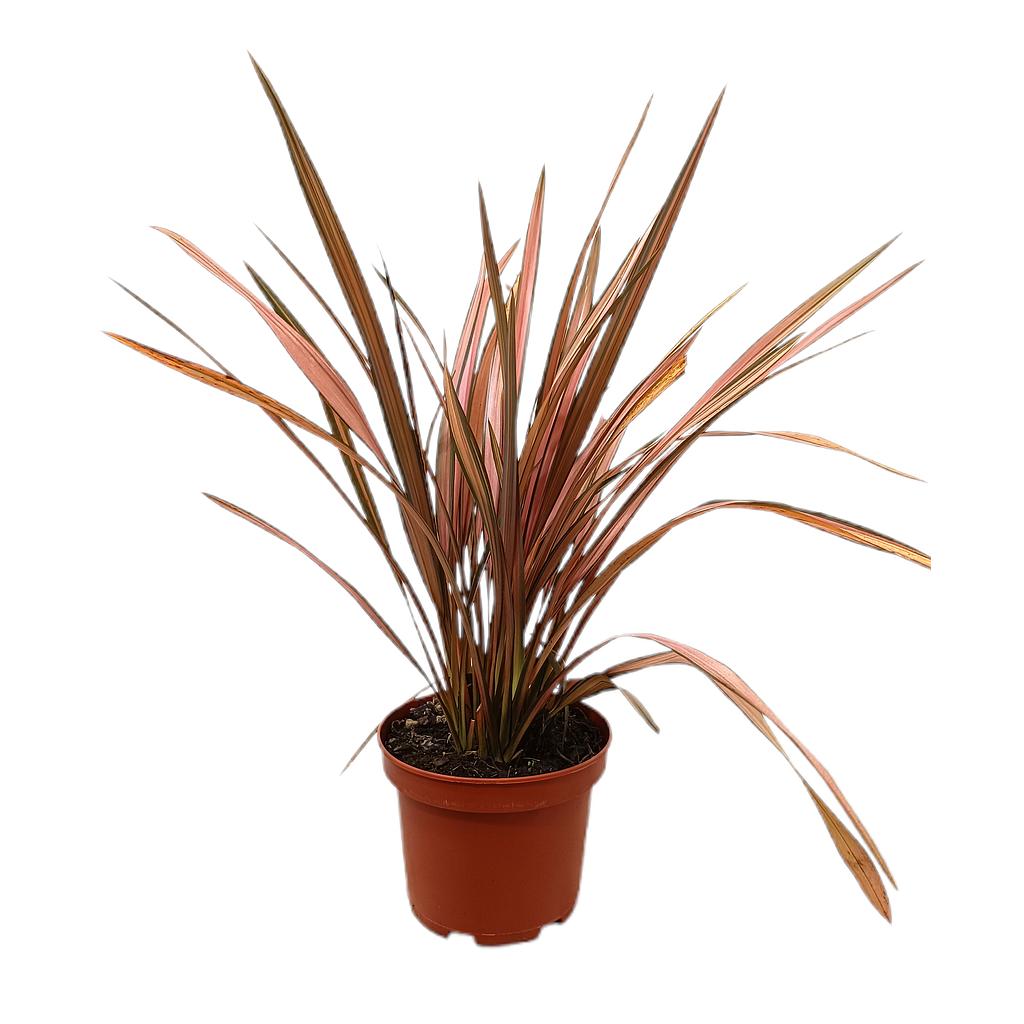 Phormium Pink Panther M20 40cm_0