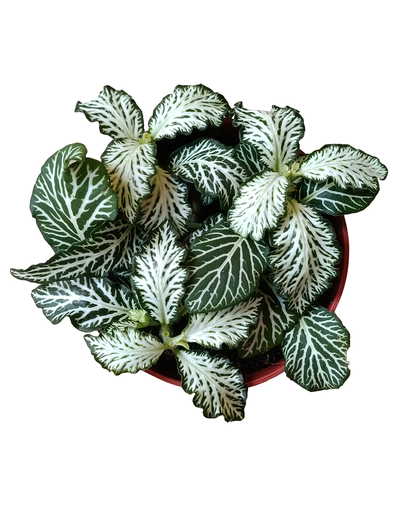 1 Planta Surtida Fittonia De Colores Ø8_5