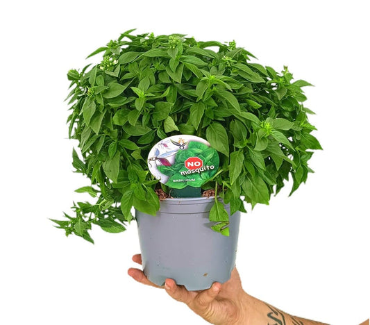 Albahaca M17_0