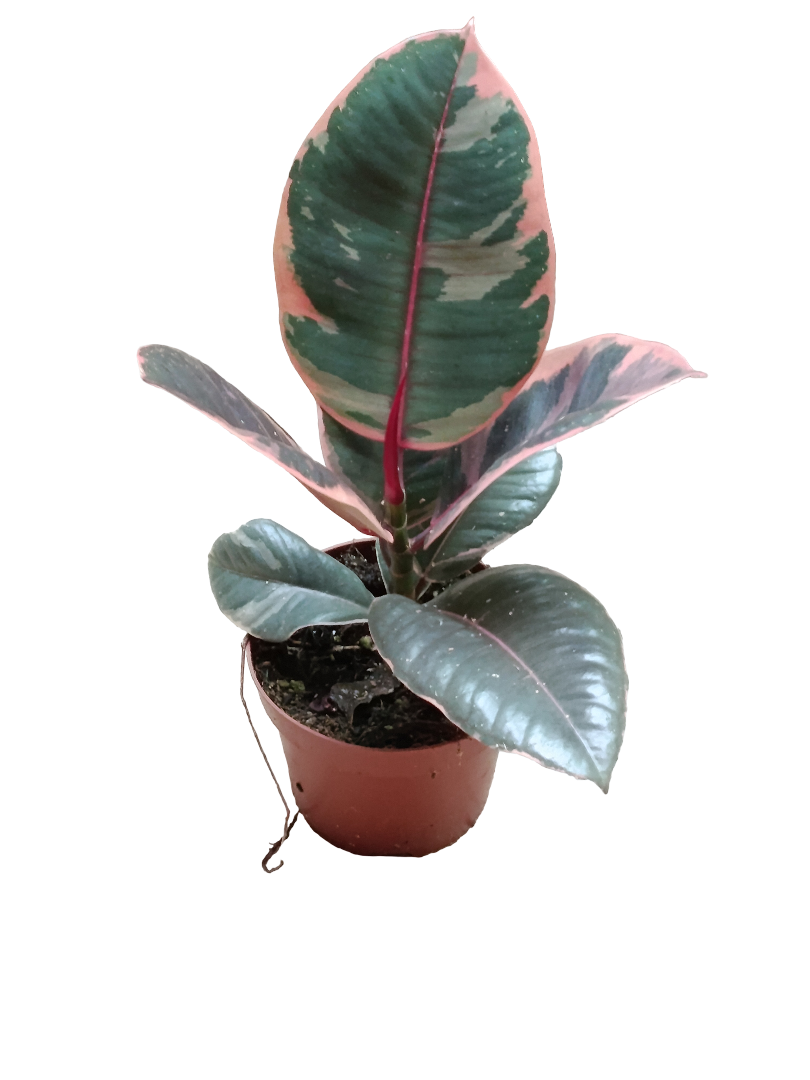 Ficus De Interior Belize Rojo Planta Muy Dura_0
