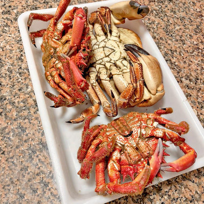 6 Bandejas Uso Alimentario: 5,6l Sin Bpa's (37 X 27,5 X 7,5cm) - Cocinas, Restaurantes, Comedores, Pescaderías, Catering_5
