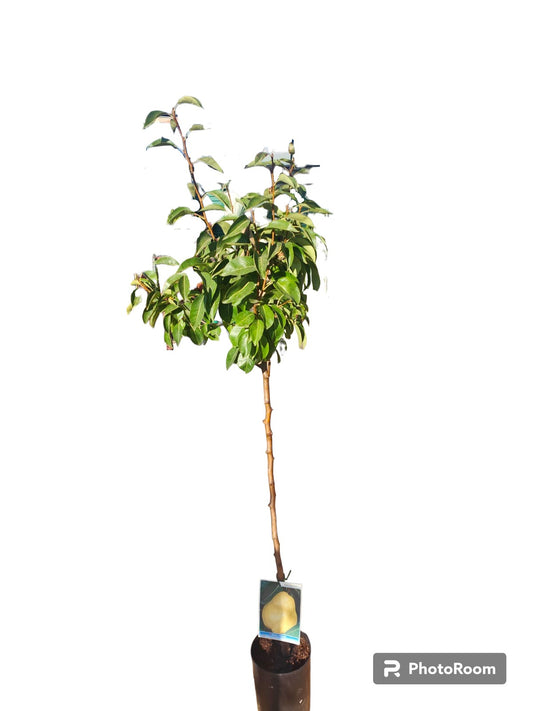 Frutal Peral Joaquina Maceta 140 Cm_0