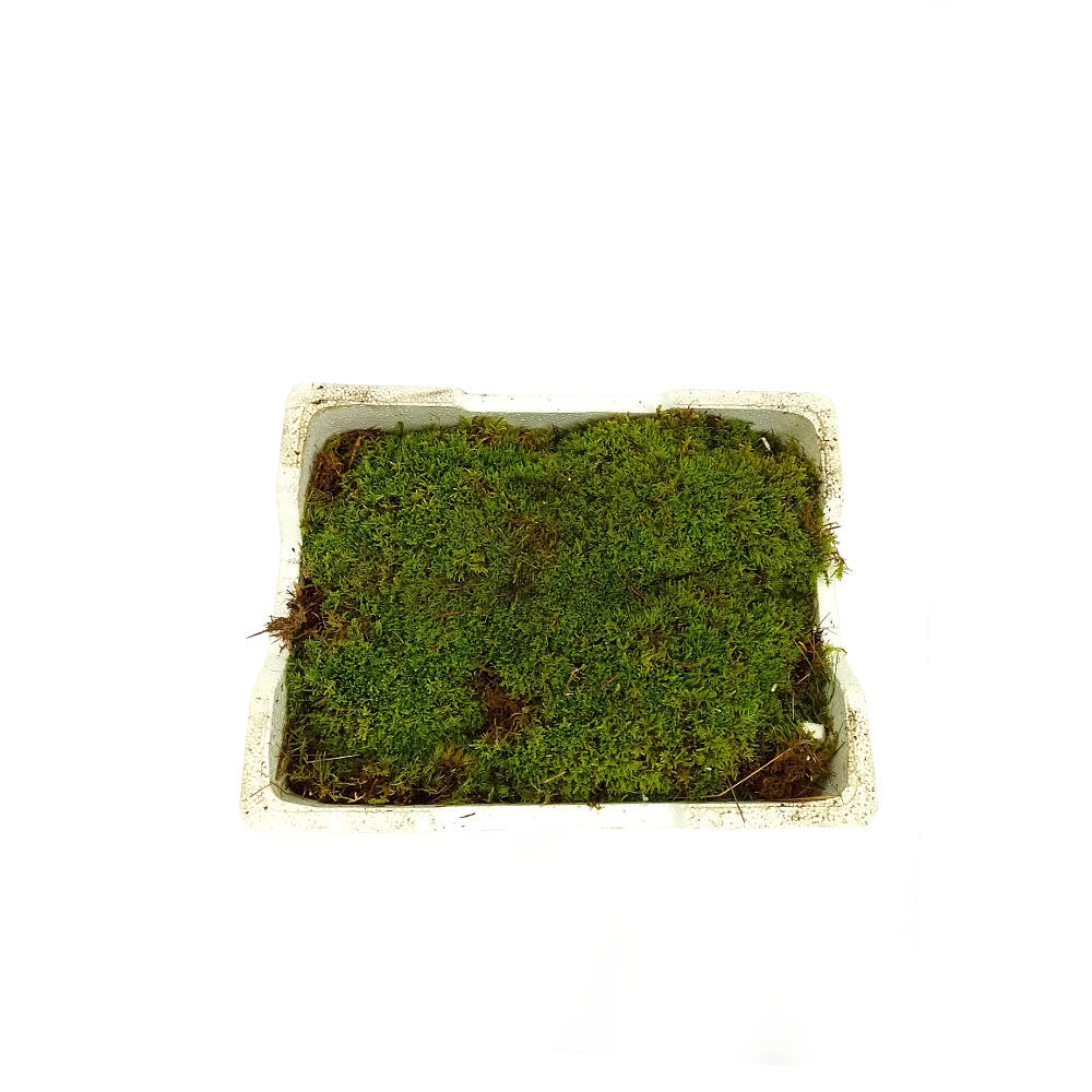 Musgo Platmos_0