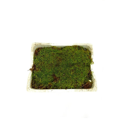 Musgo Platmos_0