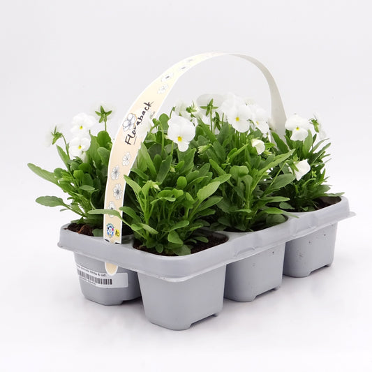 Pack Plantones Violeta Blanca 6 Ud. Natural - Fitoralia_0