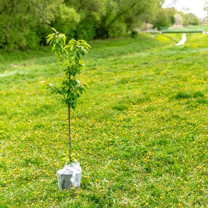 Arbochar -Enmienda con biochar para árboles- LivingChar 1000L_4