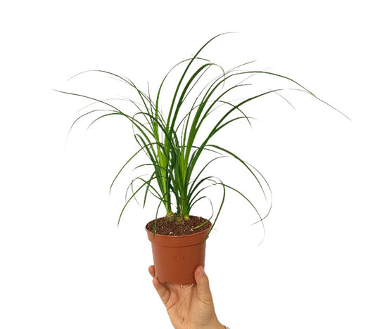 Beaucarnea Nolina M12 (pata De Elefante)_0