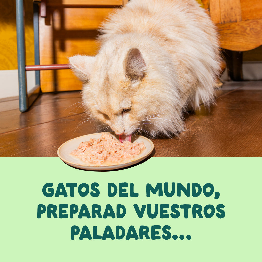 Filetes de salmón y caballa para gatos Edgard & Cooper 70 g