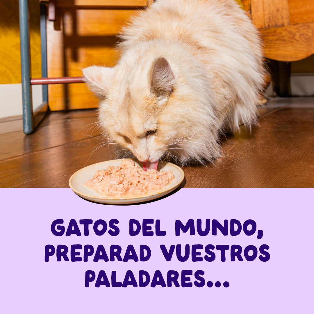 Filetes de salmón y atún para gatos Edgard & Cooper 70 g