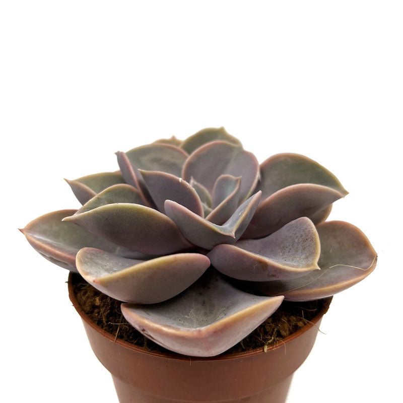Echeveria Perle Von Nurnberg Cactus Y Suculentas M8,5 cm Ø_0