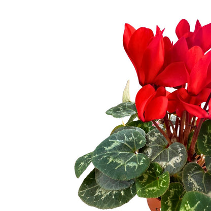 Cyclamen La Planta De Interior Reina Del Invierno Maceta 10cm_1