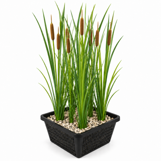 Espadaña De Hoja Estrecha - Typha Softroots - Set De 4 Con Cesta_0