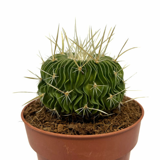 Echinofossulocactus Multicostatus Cactus Y Suculentas M8,5 cm Ø_0